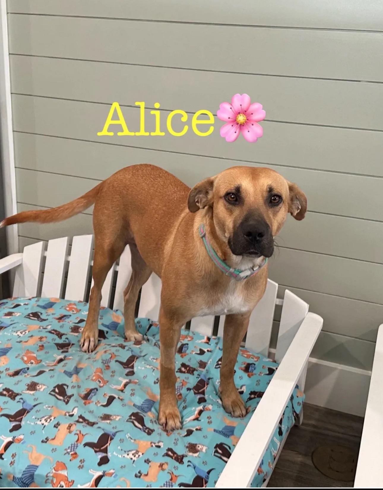 Enlarge Alice, a Adopted mixed breed in Brenham, TX image 2/4