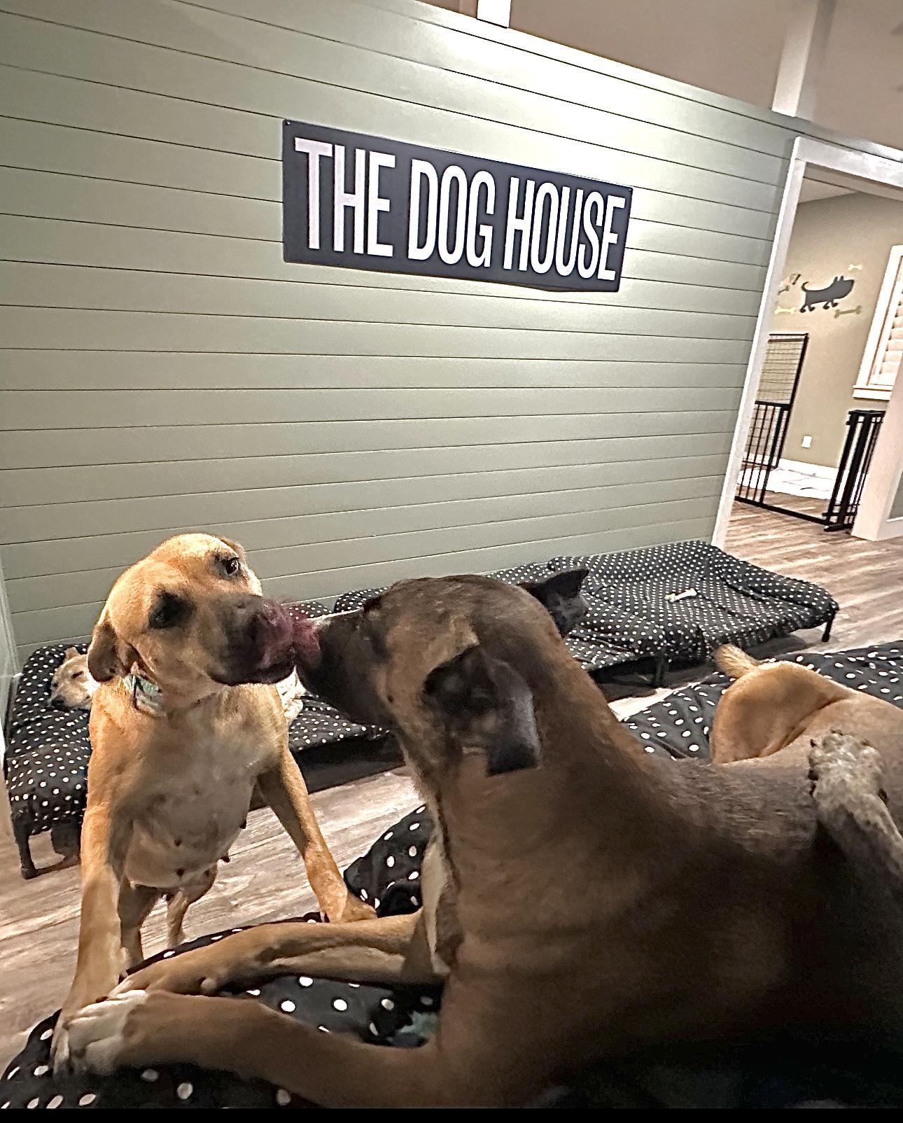 Enlarge Alice, a Adopted mixed breed in Brenham, TX image 3/4