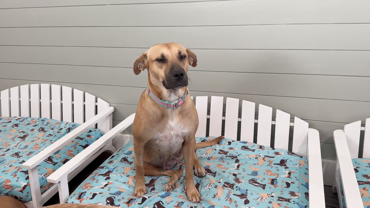 Enlarge Alice, a Adopted mixed breed in Brenham, TX video 4/4