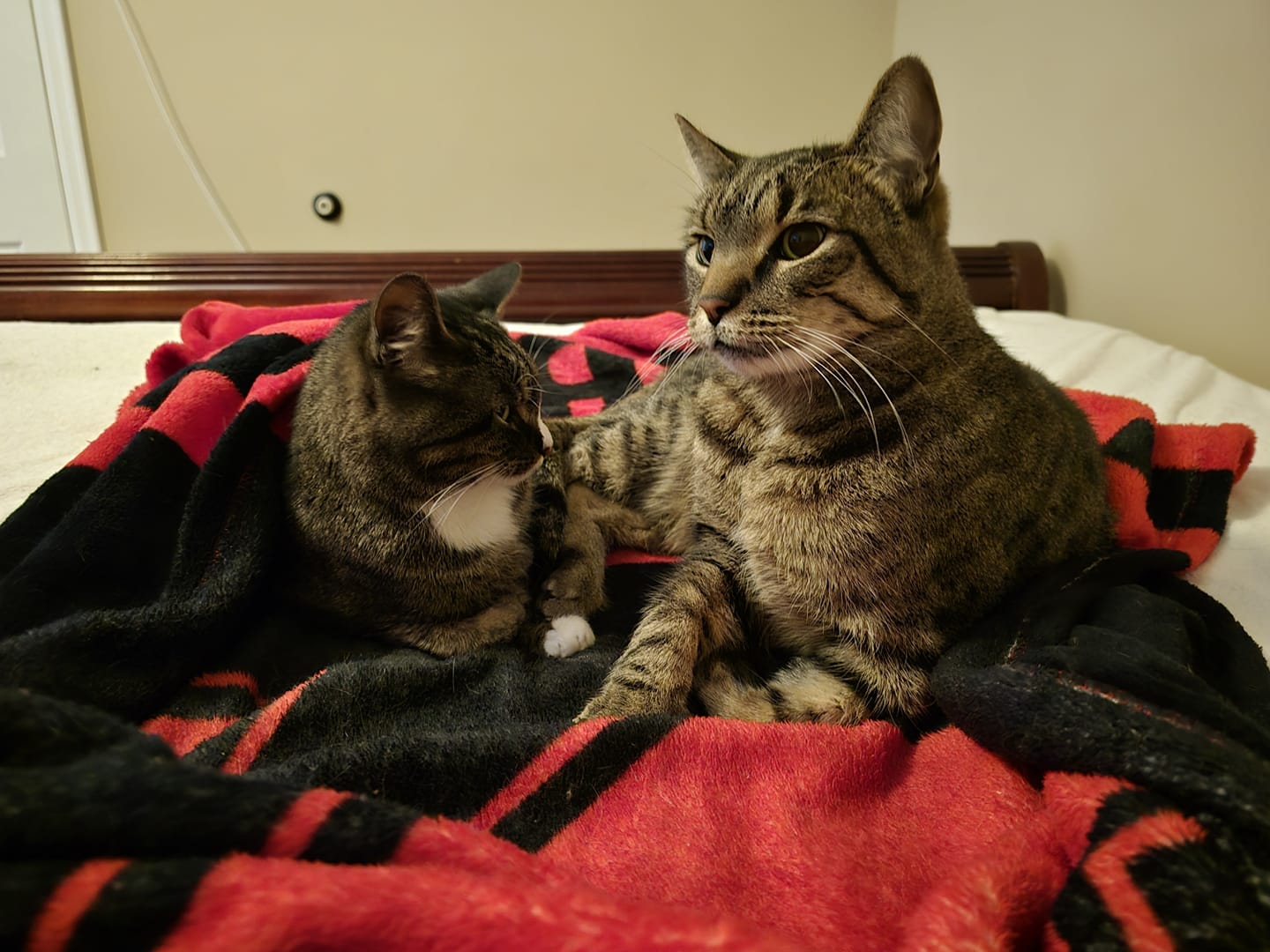 Enlarge PICKLES, a Adoptable mixed breed in Lincoln, NE image 2/5