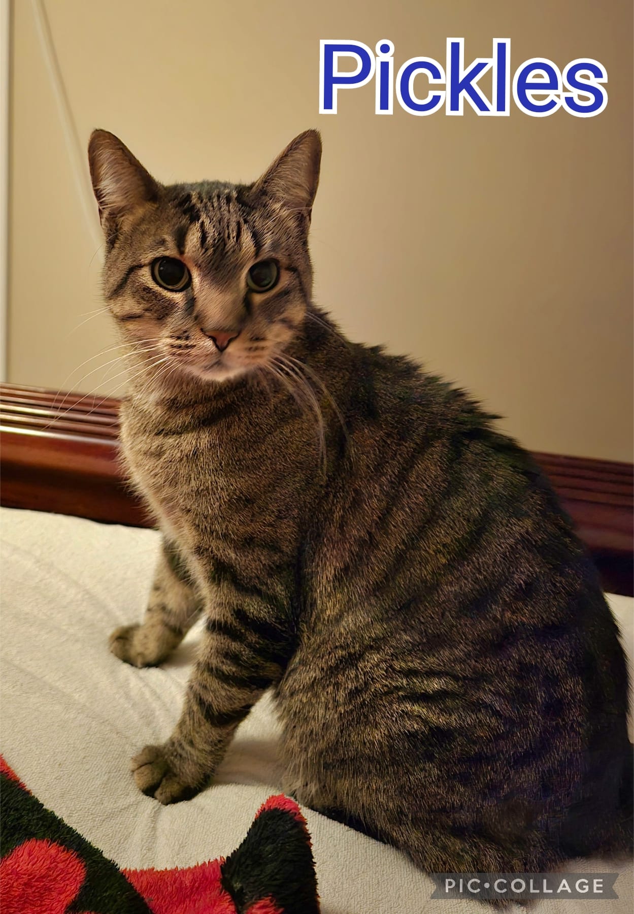 Enlarge PICKLES, a Adoptable mixed breed in Lincoln, NE image 3/5