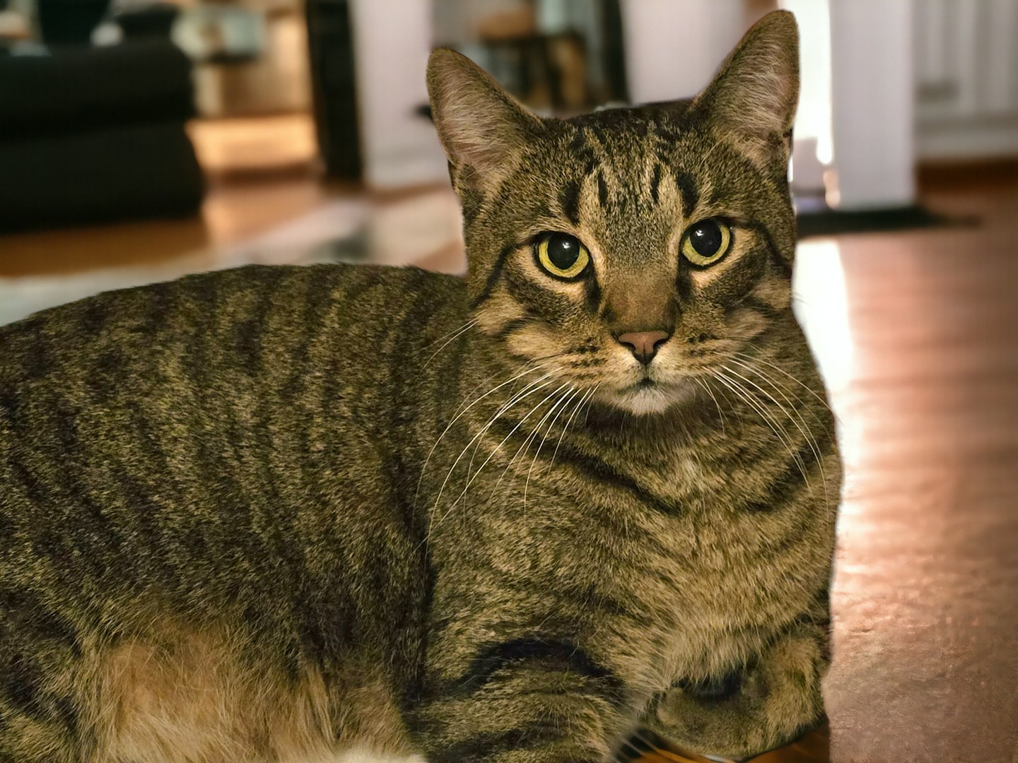 Enlarge PICKLES, a Adoptable mixed breed in Lincoln, NE image 5/5