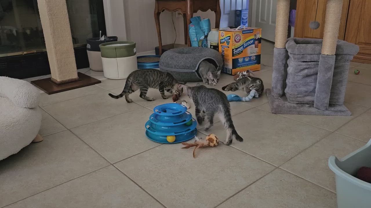 Enlarge Marigold, a Adoptable Tabby in Newburgh, NY video 3/6