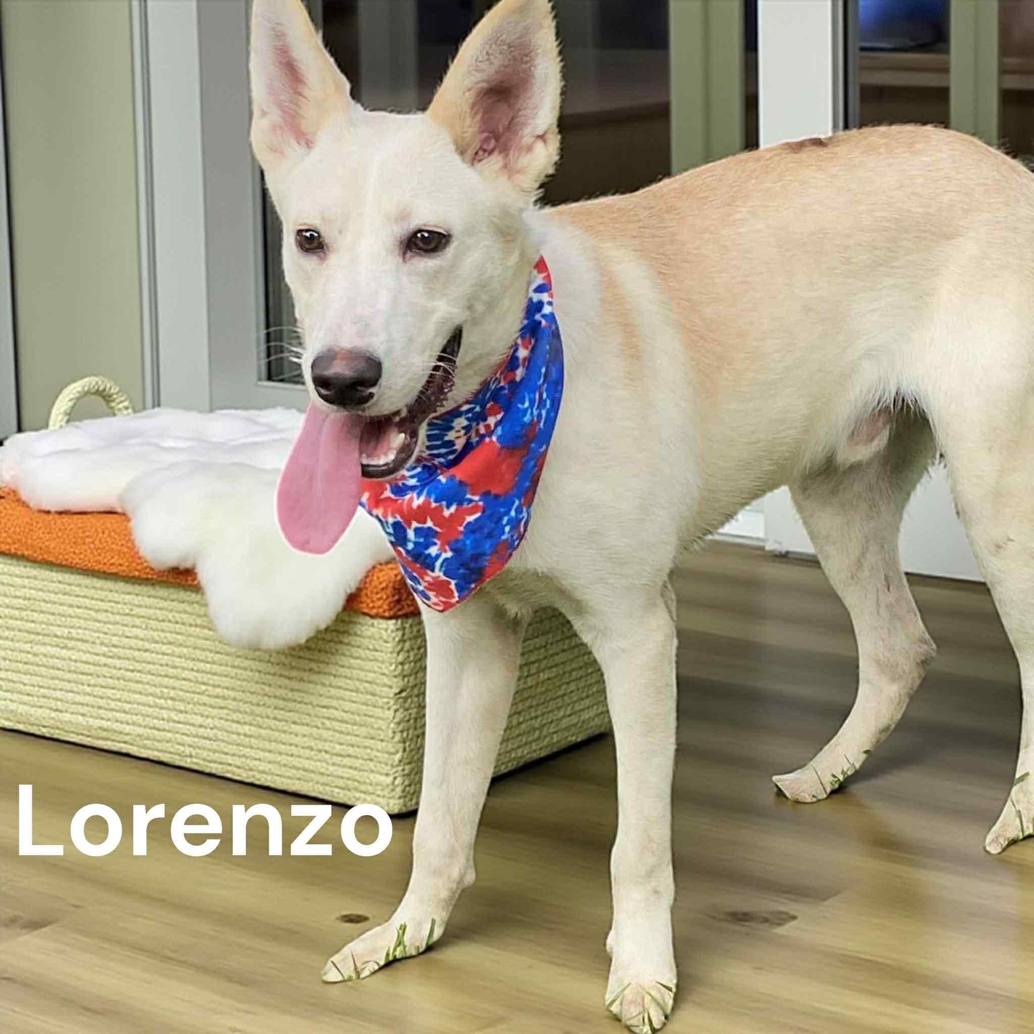 Lorenzo — thumbnail 3