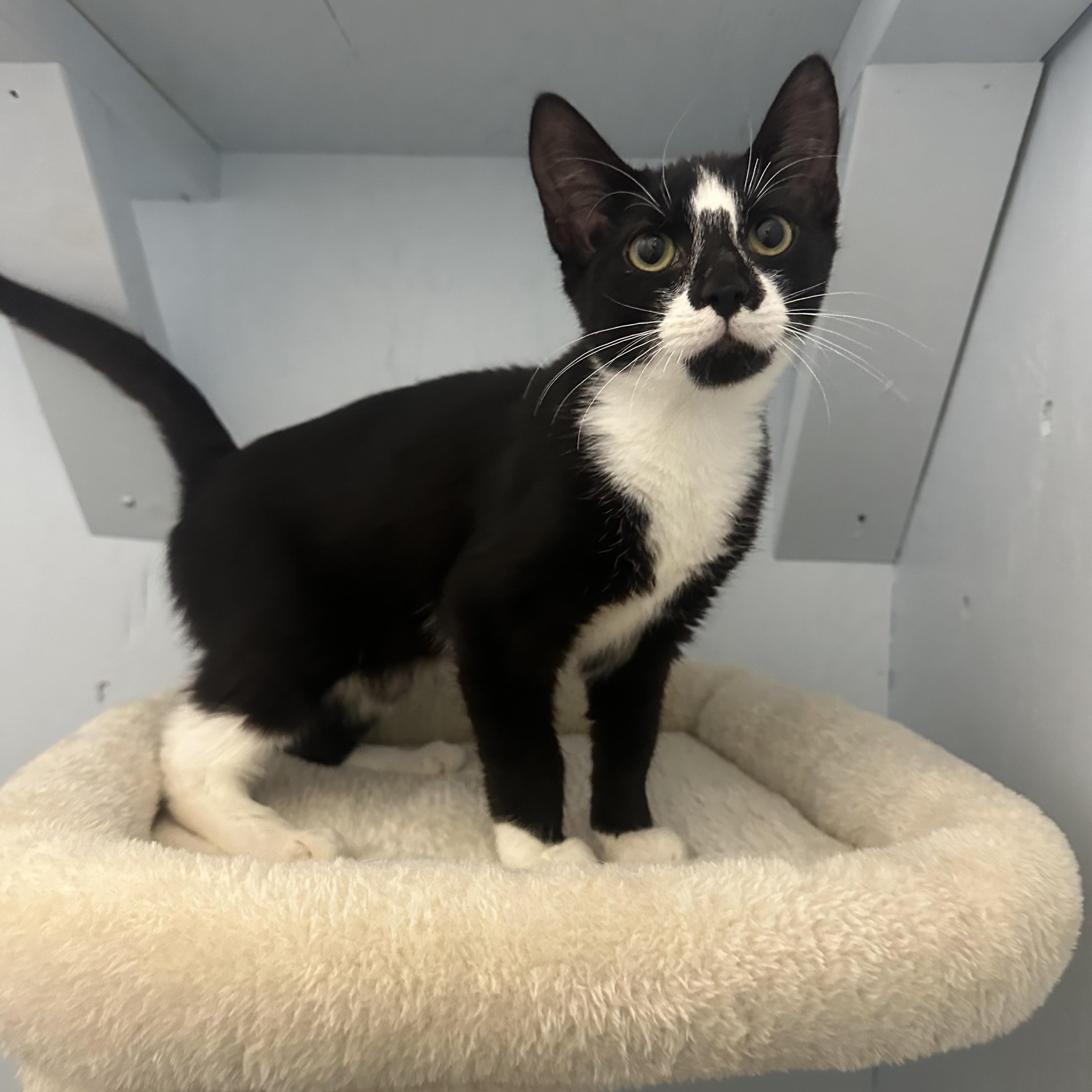 Patrick, Adoptable, Kitten Male Domestic Short Hair.