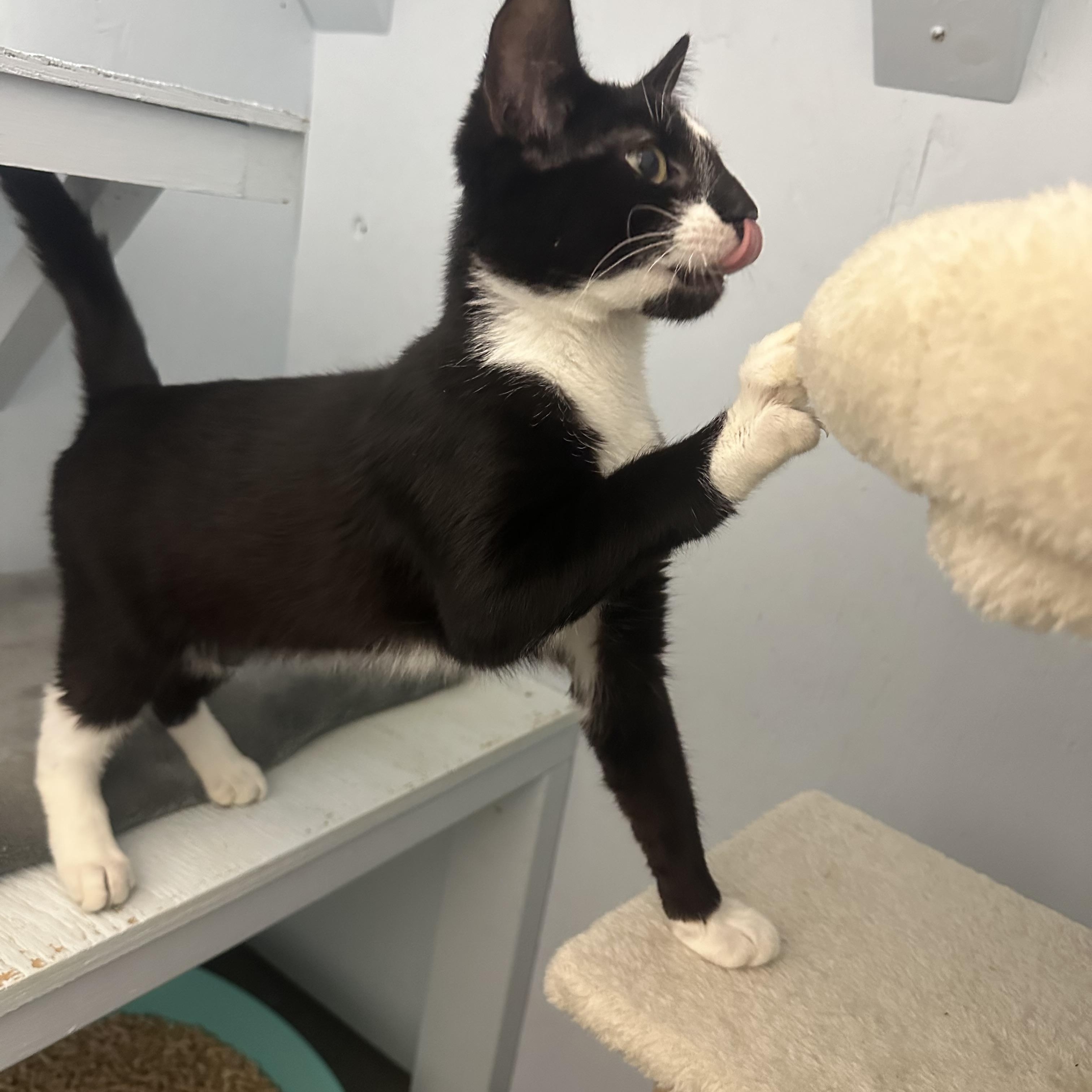 Enlarge Patrick, a Adoptable Domestic Short Hair in Mission, BC image 3/4