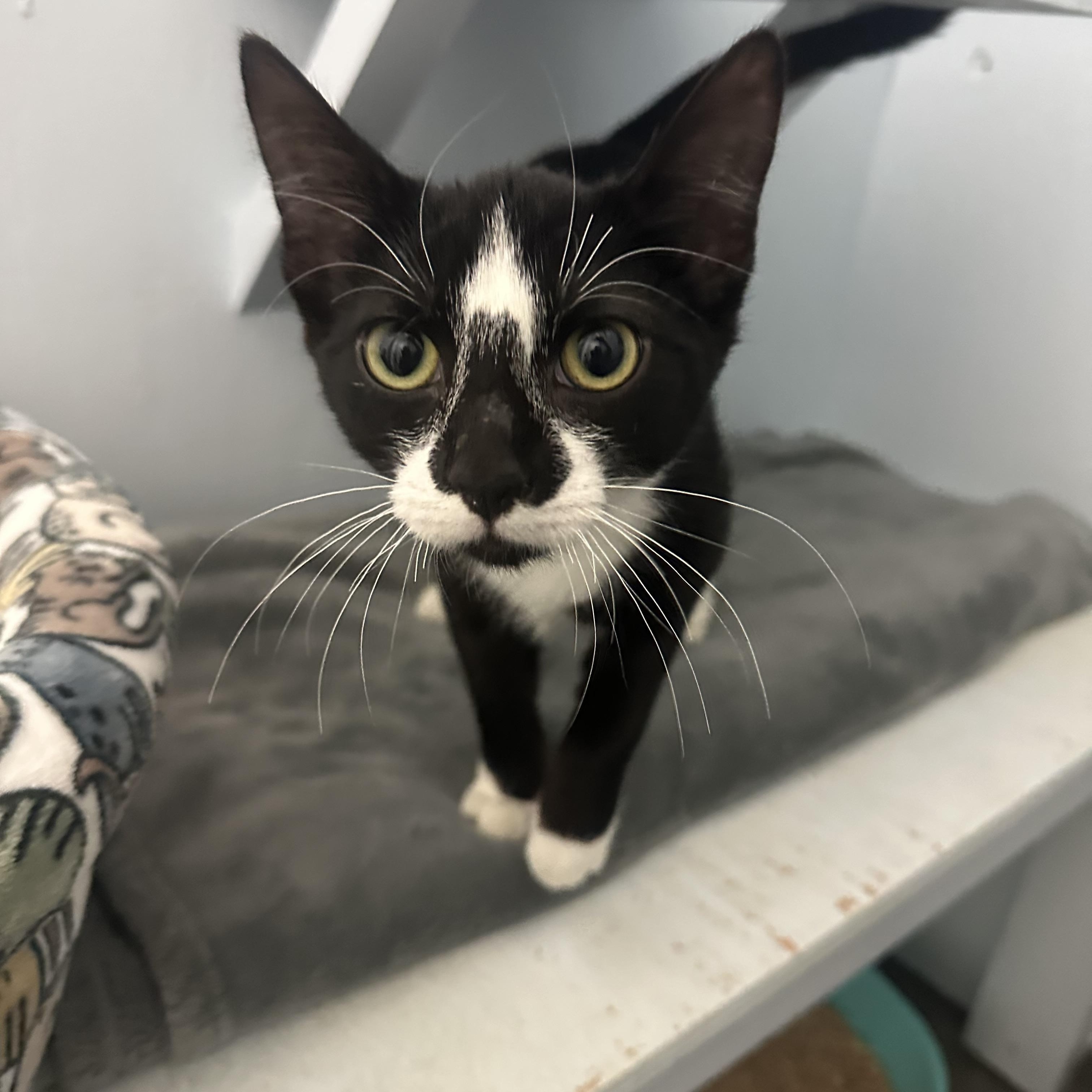 Enlarge Patrick, a Adoptable Domestic Short Hair in Mission, BC image 2/4