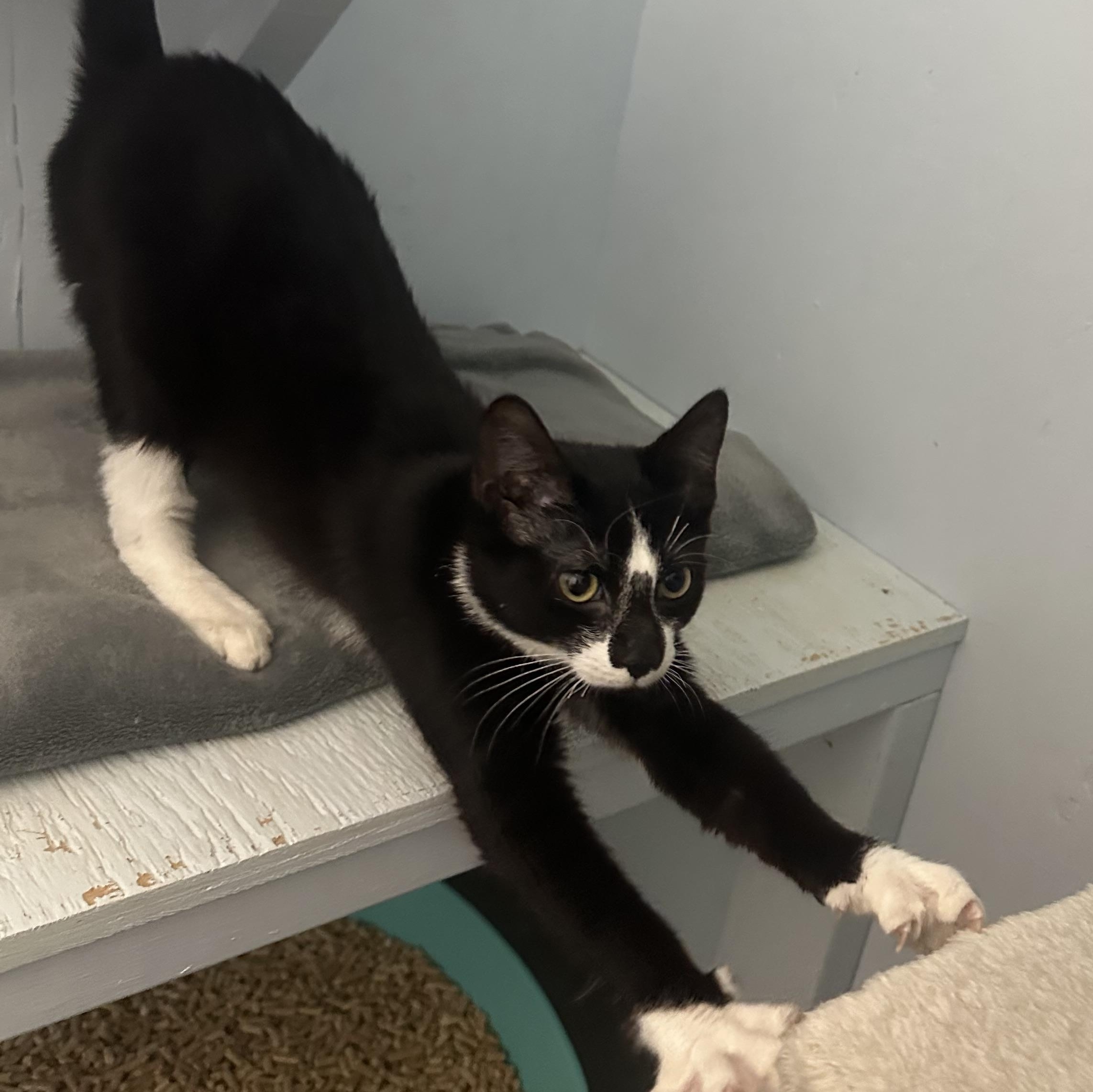 Enlarge Patrick, a Adoptable Domestic Short Hair in Mission, BC image 4/4