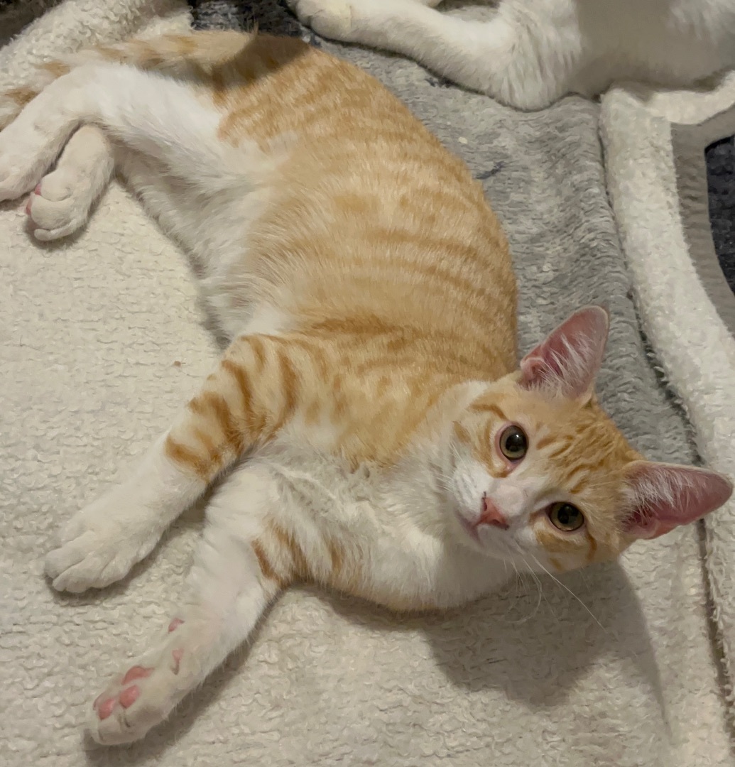 Enlarge Colin, a Adoptable mixed breed in Moreno Valley, CA image 2/2