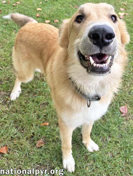 Major in OH - Happy, Playful & Bouncy!