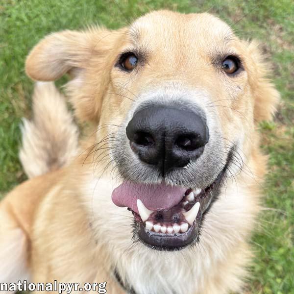 Major in OH - Happy, Playful & Bouncy!