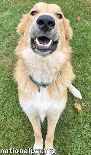 Major in OH - Happy, Playful & Bouncy!