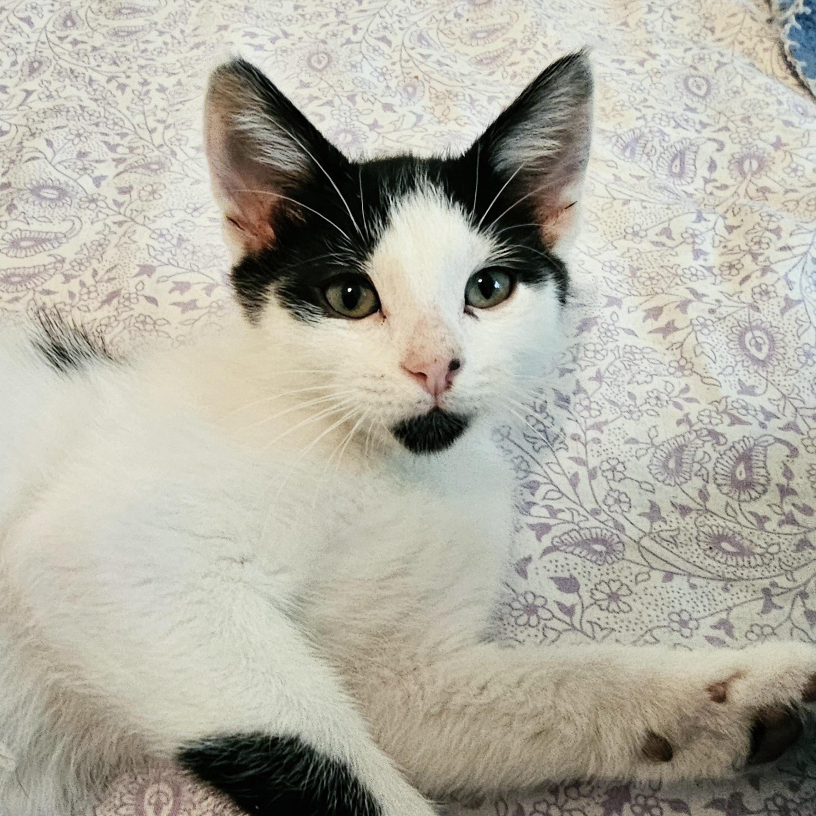 Enlarge Dandy - Fun Little Guy, a ADOPTABLE Tuxedo in Hoquiam, WA image 1/2