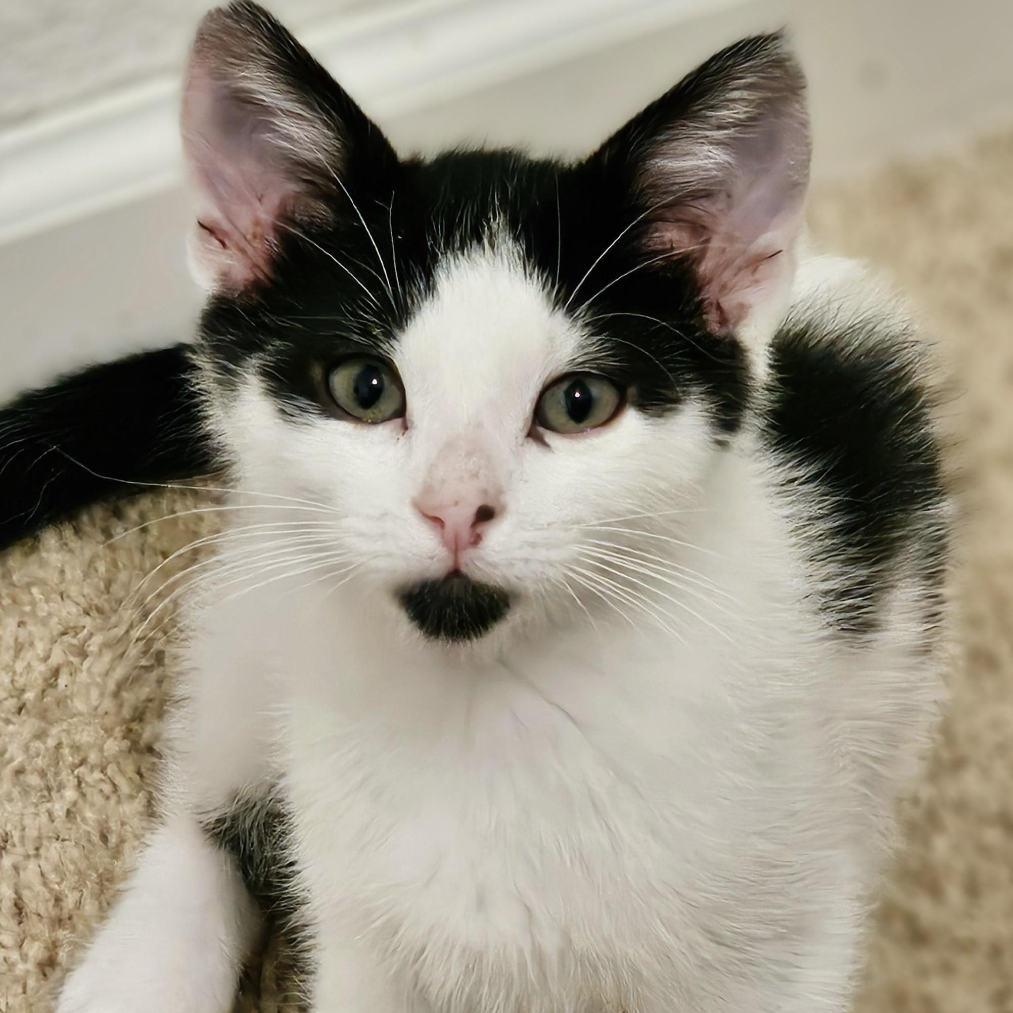 Enlarge Dandy - Fun Little Guy, a ADOPTABLE Tuxedo in Hoquiam, WA image 2/2
