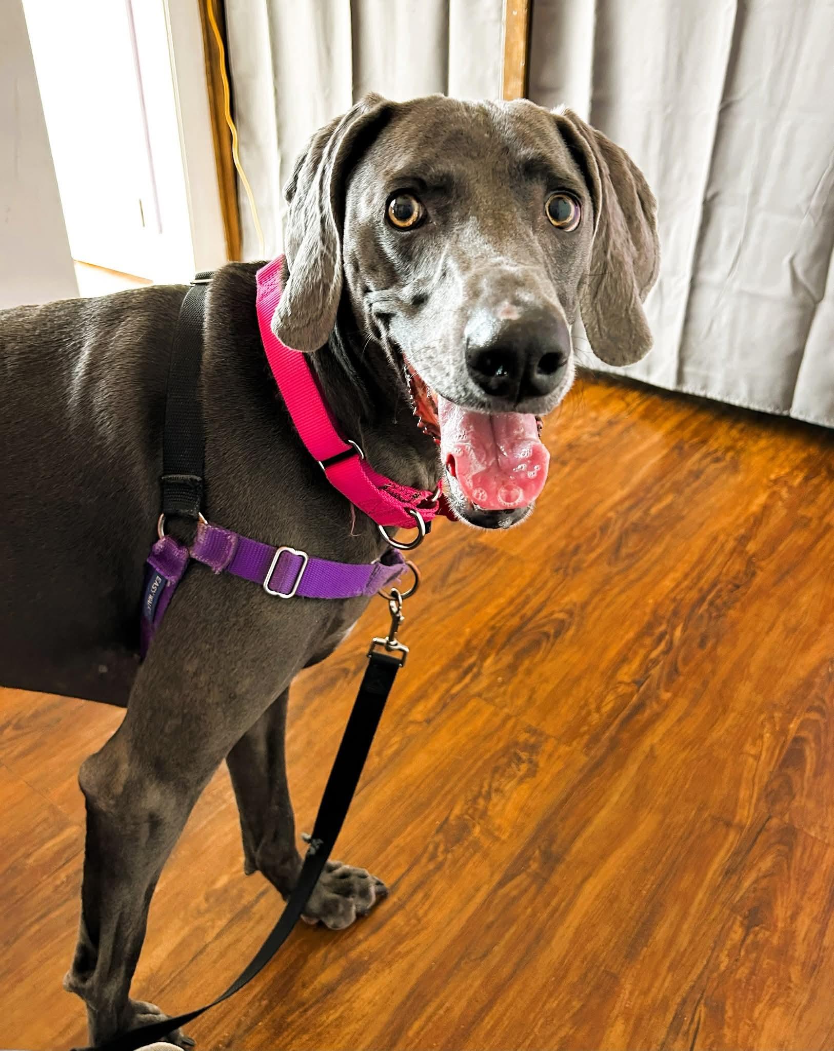 Mercy, Adoptable, Adult Female Weimaraner.