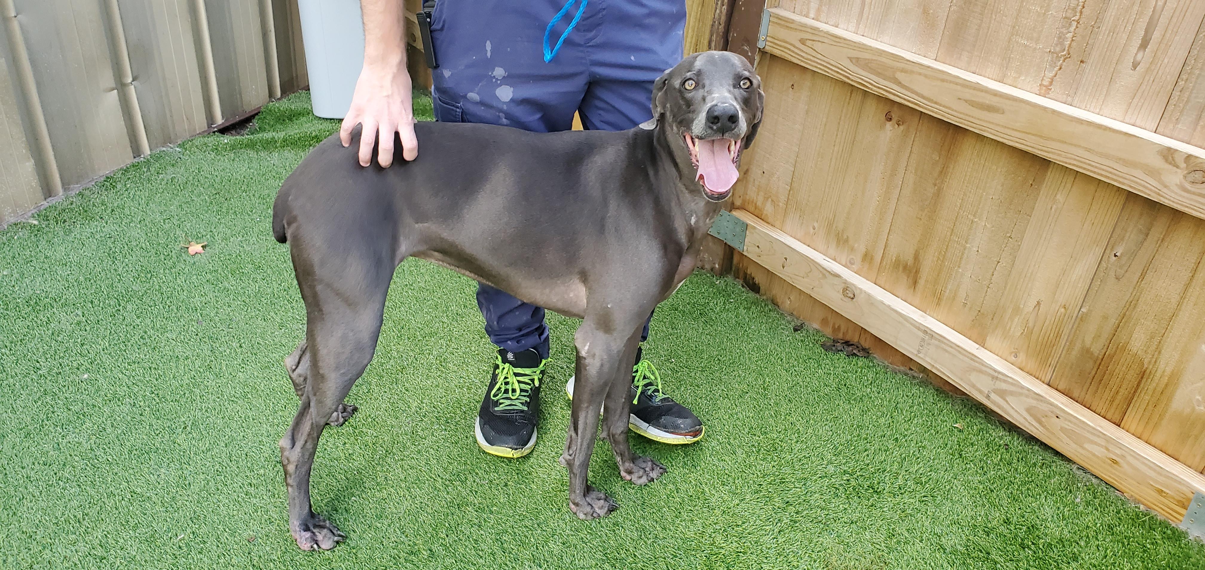 Enlarge Mercy, a Adoptable Weimaraner in Destin, FL image 1/5