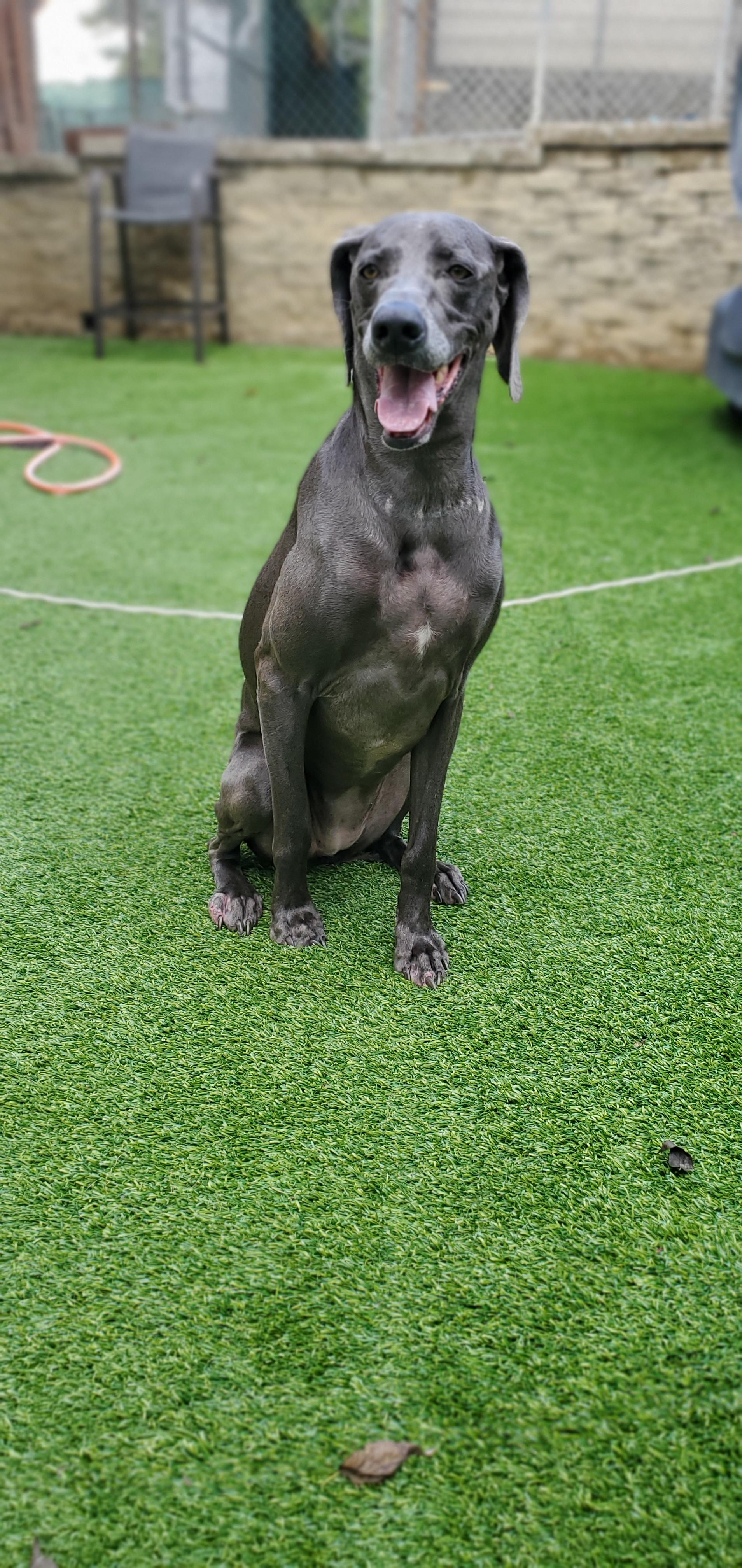 Enlarge Mercy, a Adoptable Weimaraner in Destin, FL image 2/5