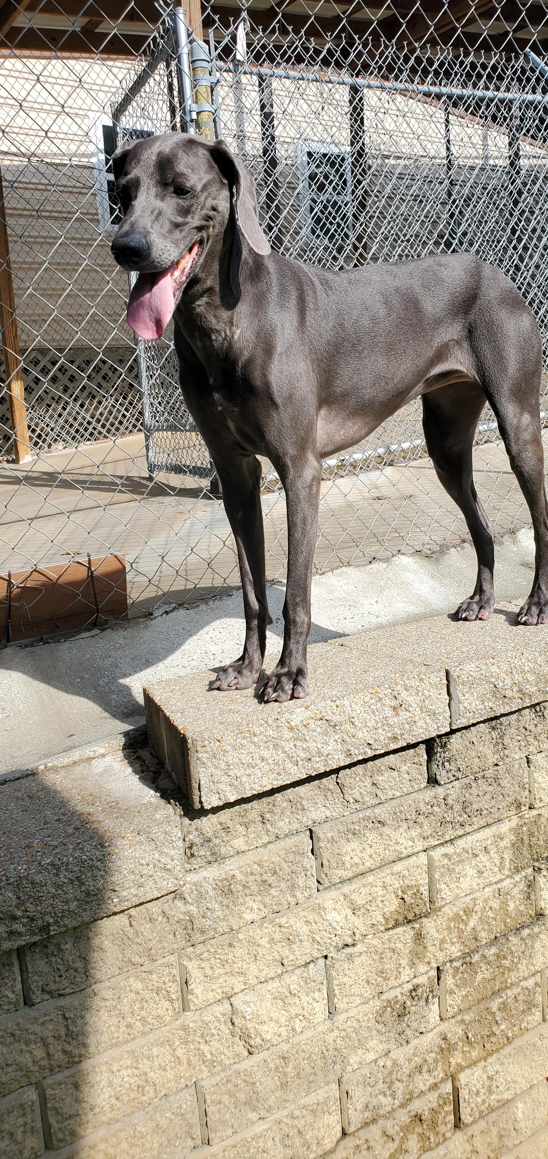 Enlarge Mercy, a Adoptable Weimaraner in Destin, FL image 3/5