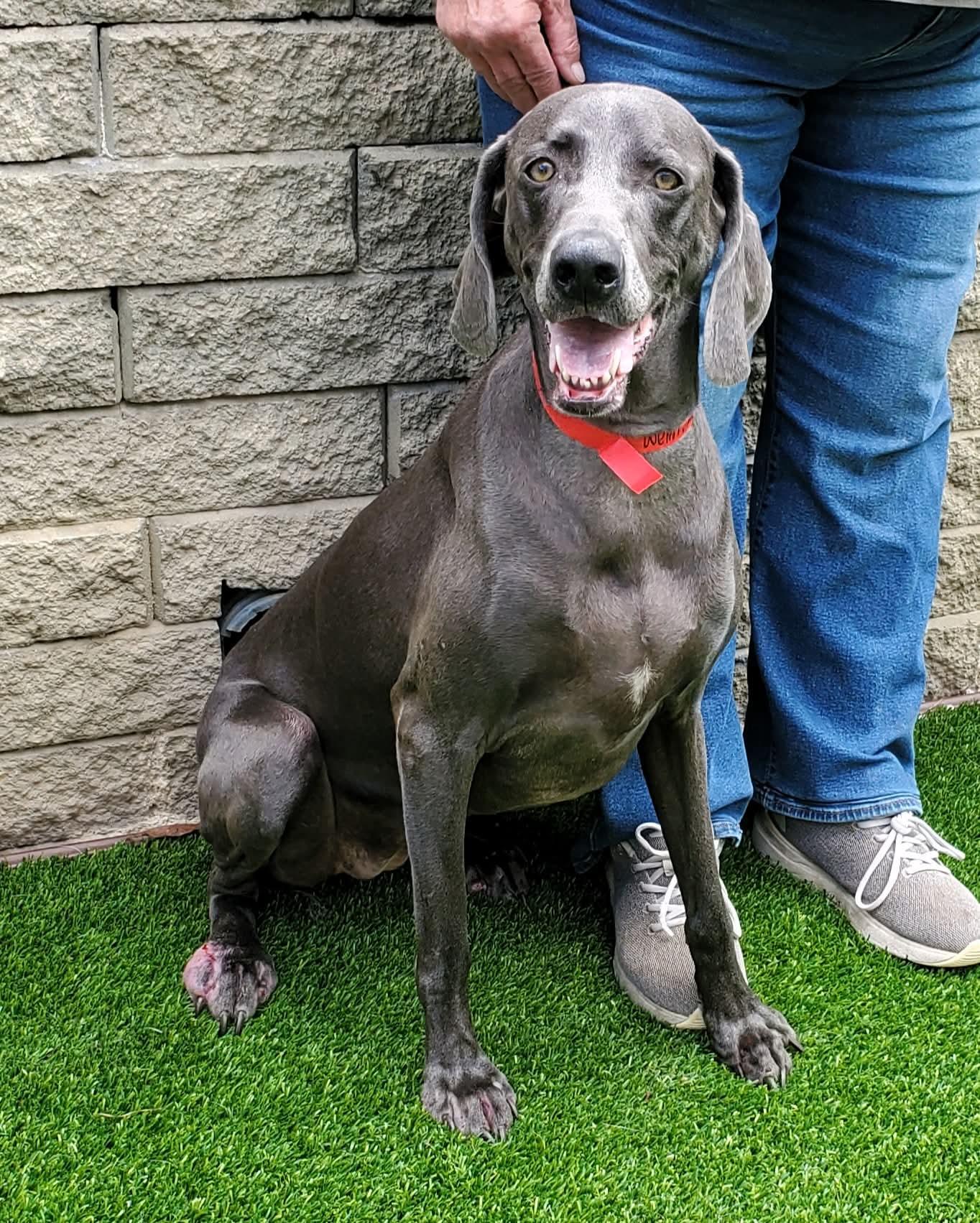 Enlarge Mercy, a Adoptable Weimaraner in Destin, FL image 4/5