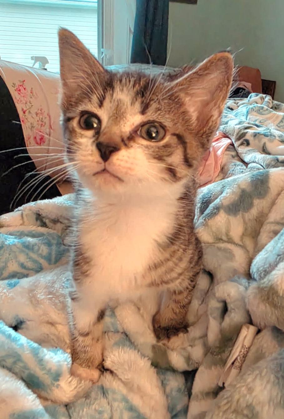 Enlarge Miles, a Adoptable Tabby in Granite Falls, NC image 2/4