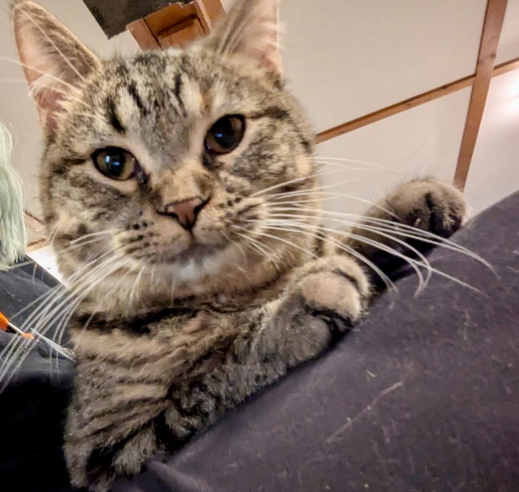 Penny, Adopted, Young Female Domestic Short Hair.