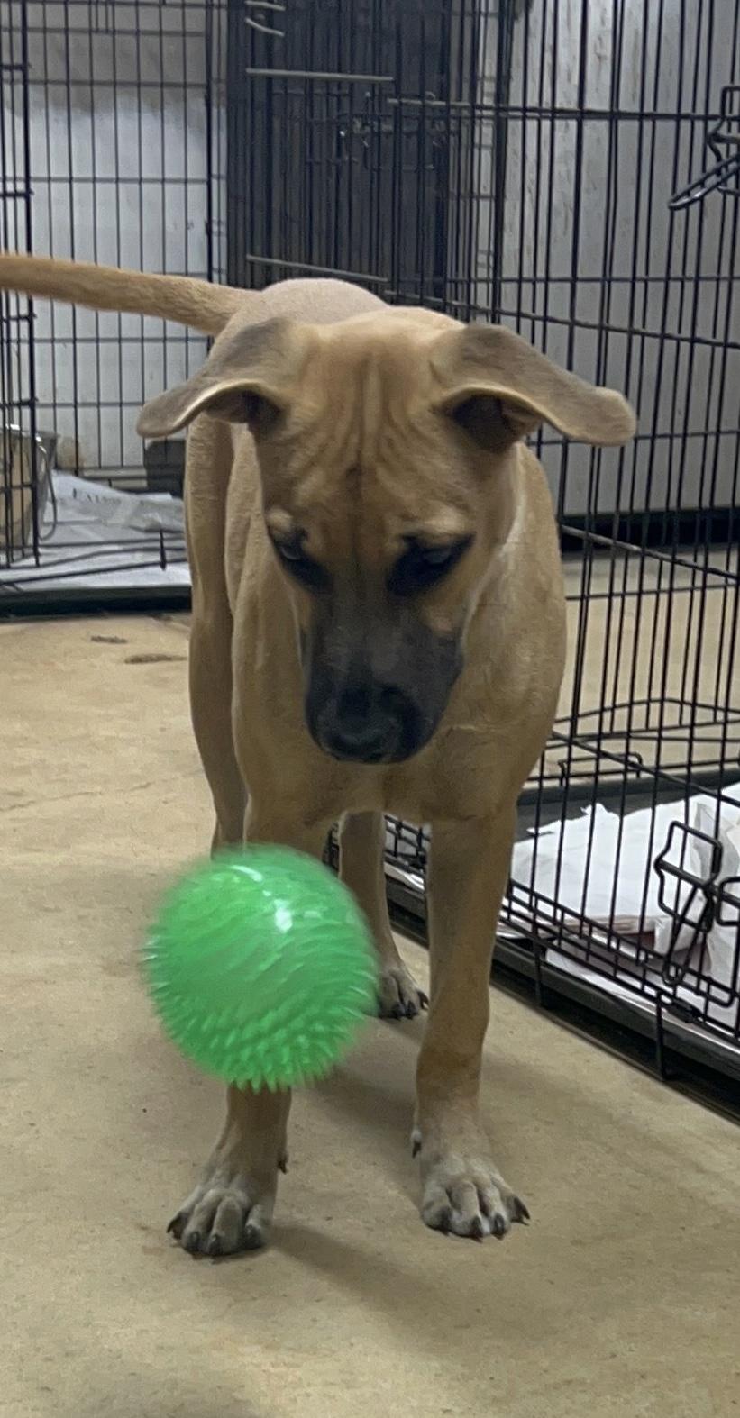 Rose, Adoptable, Young Female Black Mouth Cur.