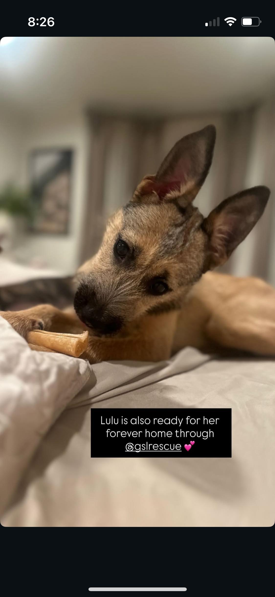 Lulu, a Adoptable mixed breed in Anaheim , CA image 1/6