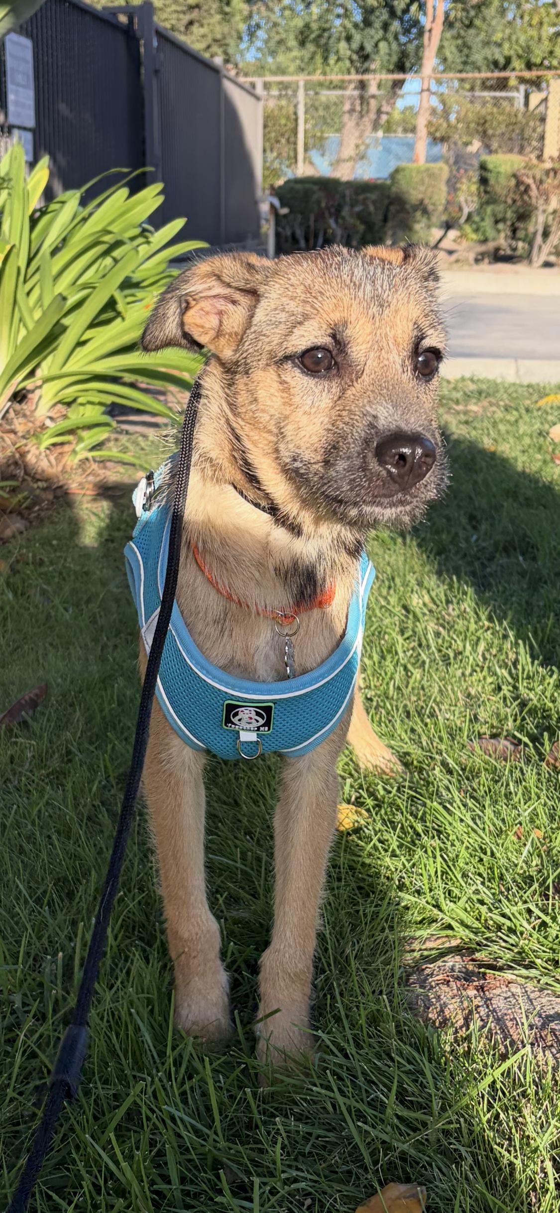 Lulu, Adoptable, Puppy Female Border Terrier & German Shepherd Dog.