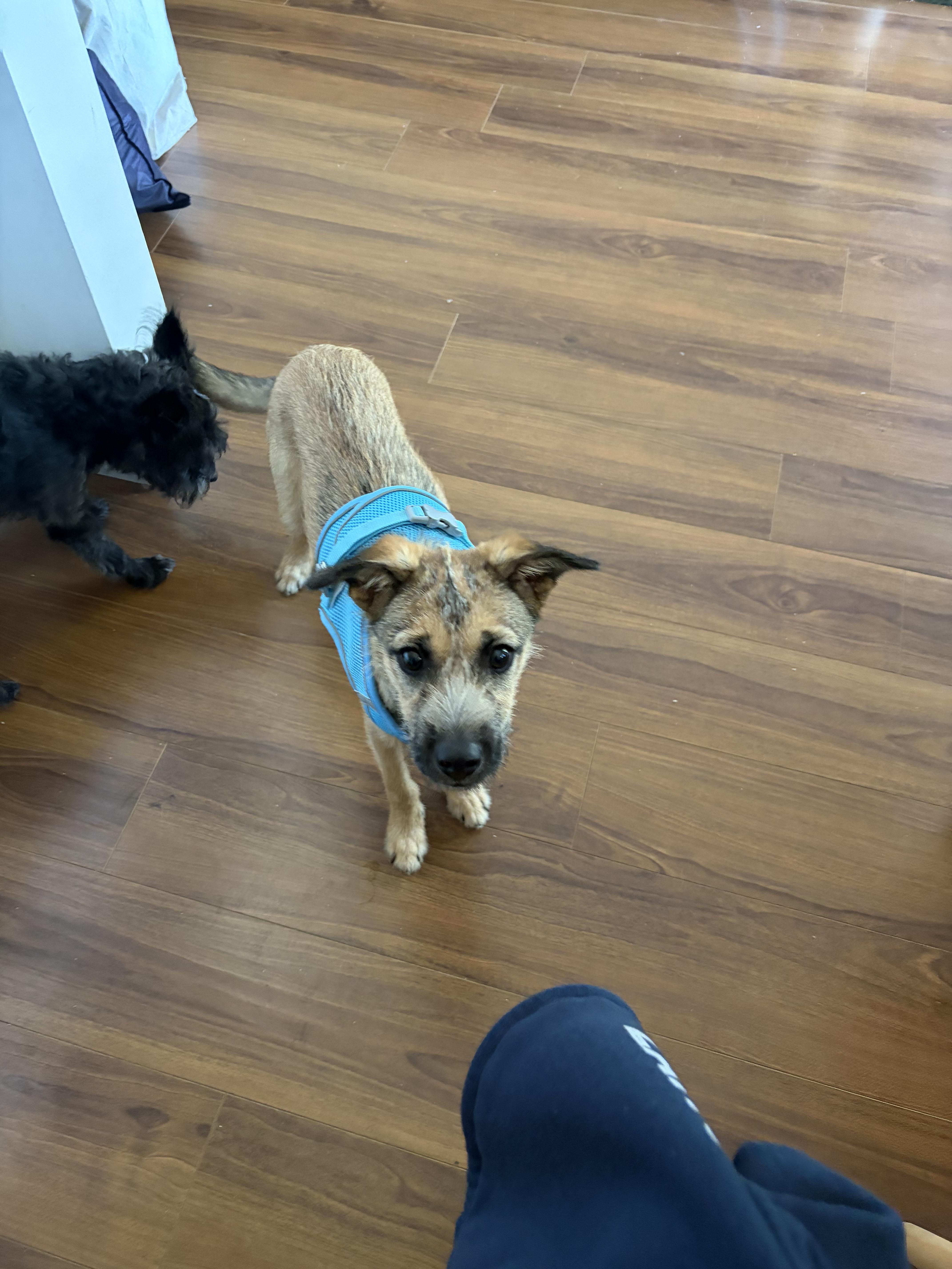 Lulu, a Adoptable mixed breed in Anaheim , CA image 5/6