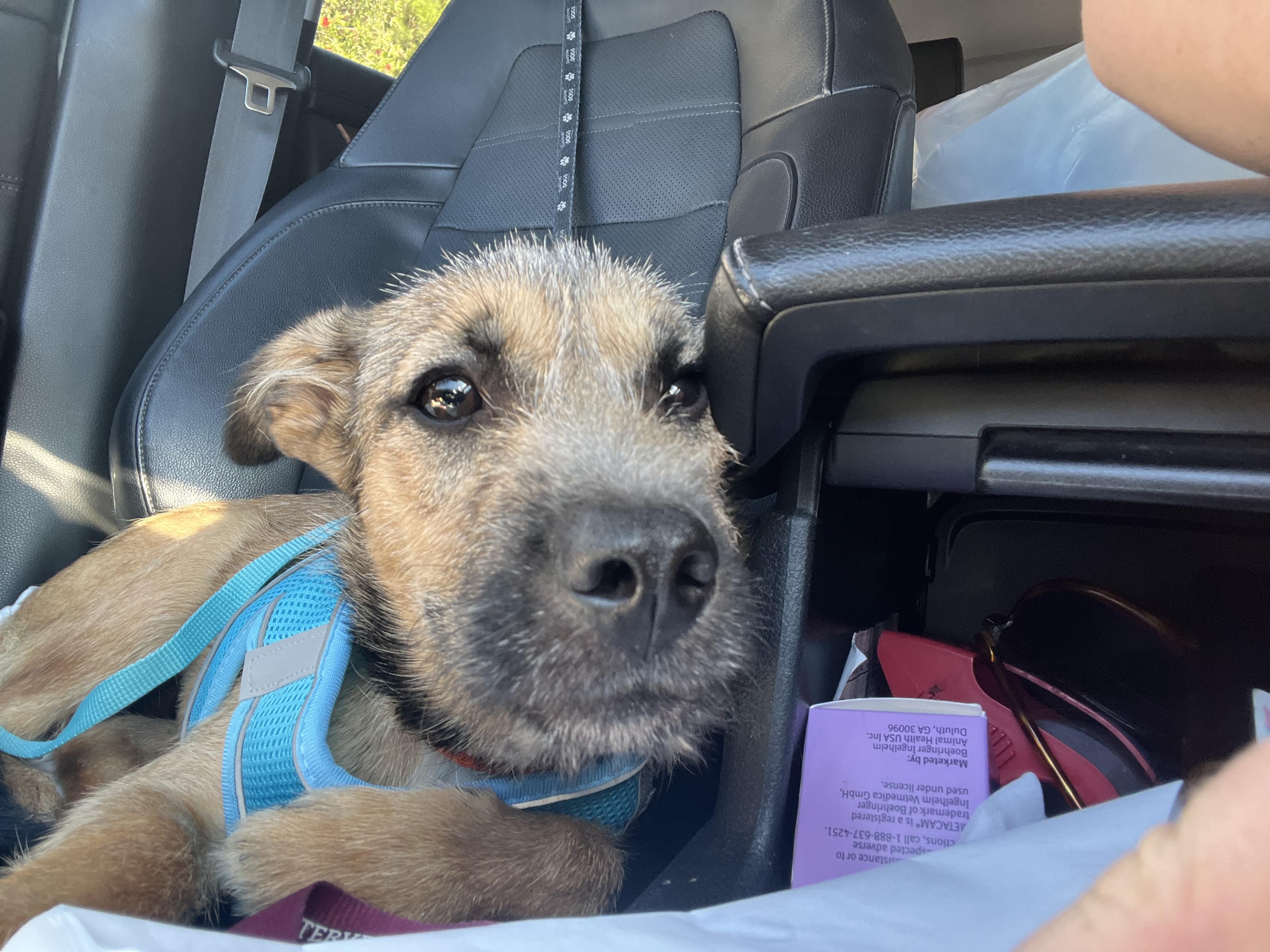 Lulu, a Adoptable mixed breed in Anaheim , CA image 6/6