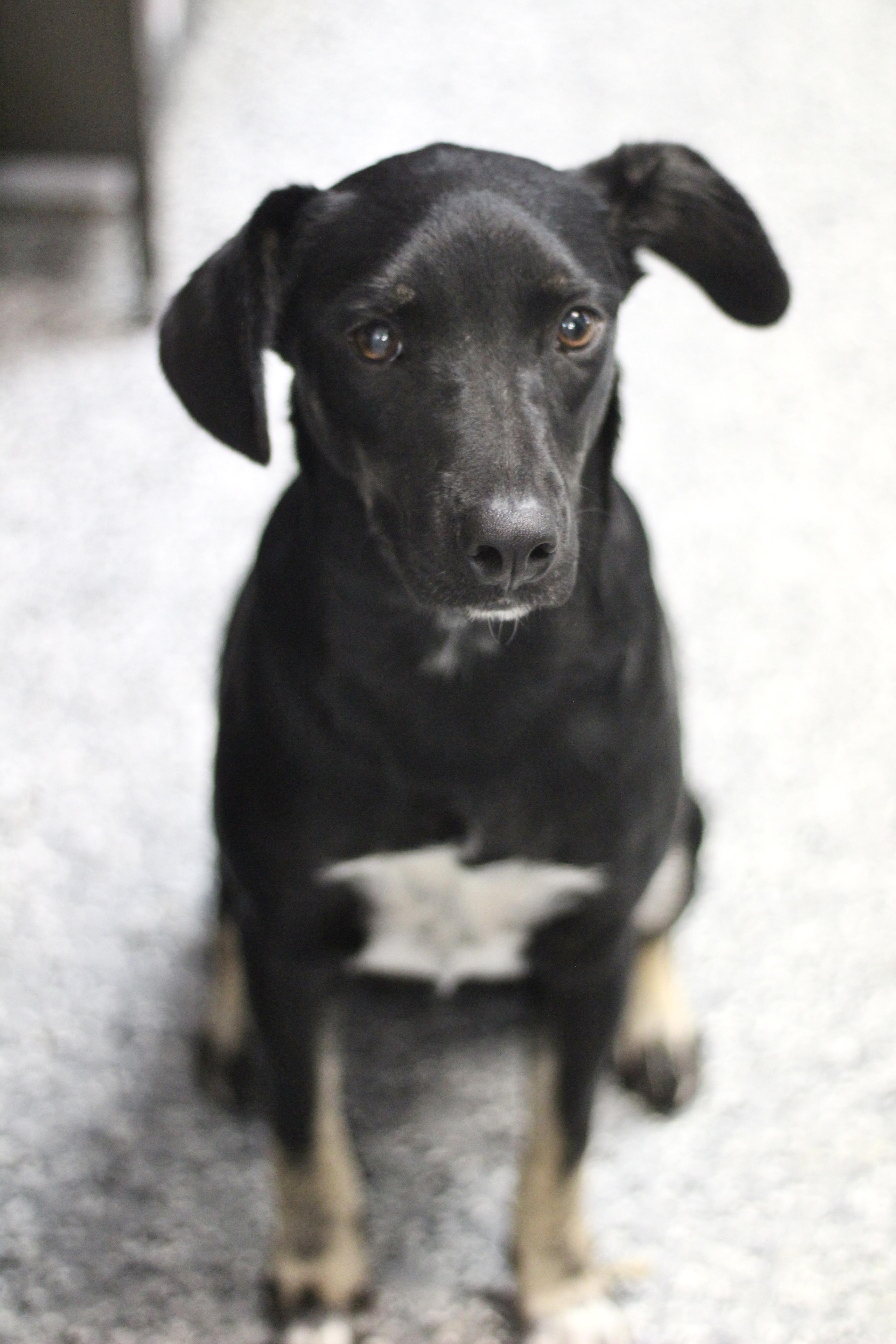 Mexico in NH. Come Meet our Adoptable Dogs Wednesday-Saturday. More info in Bio, Adoptable, Puppy Female Feist.
