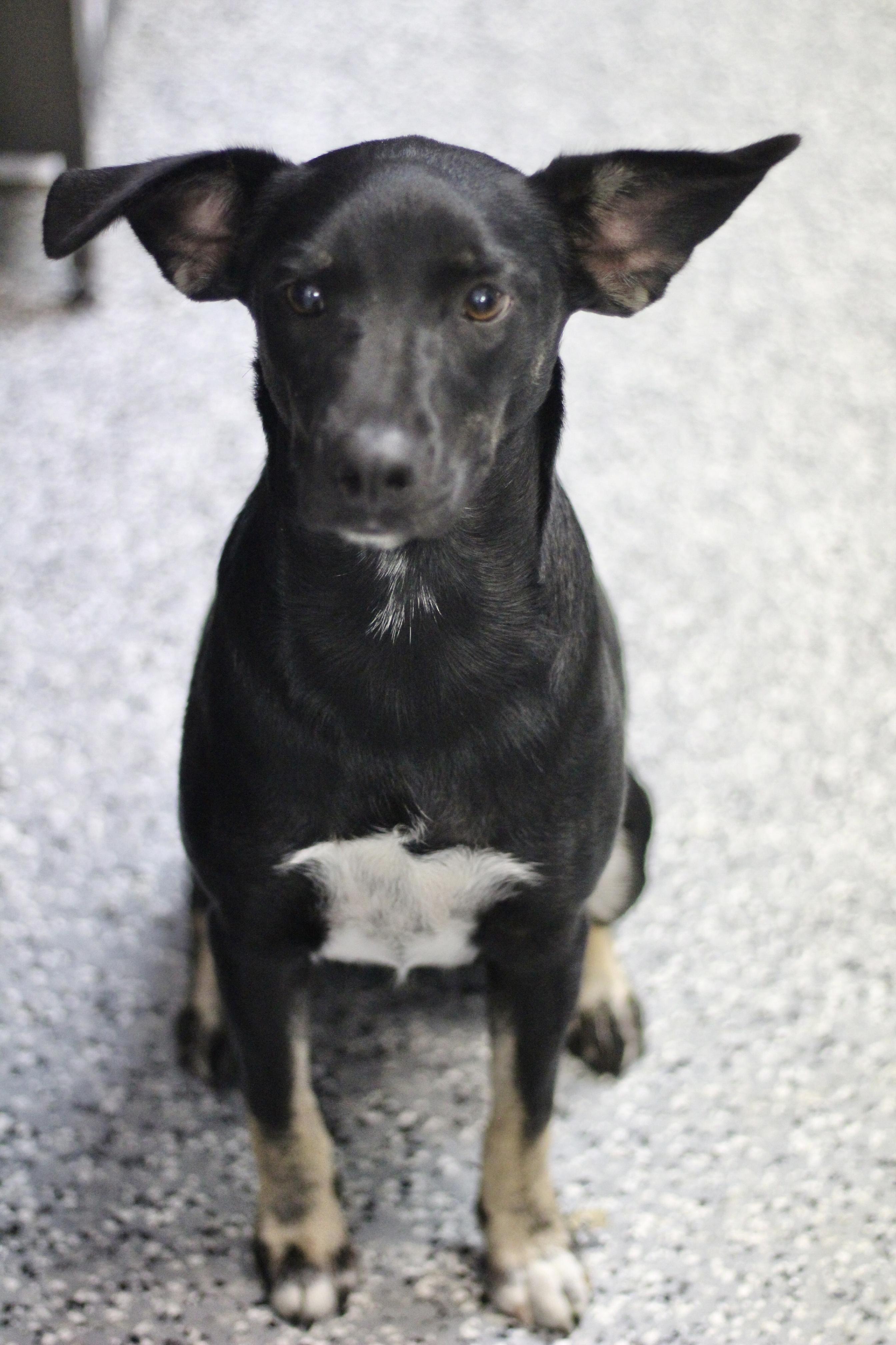 Enlarge Mexico in NH. Come Meet our Adoptable Dogs Wednesday-Saturday. More info in Bio, a Adoptable mixed breed in Manchester, NH image 2/2