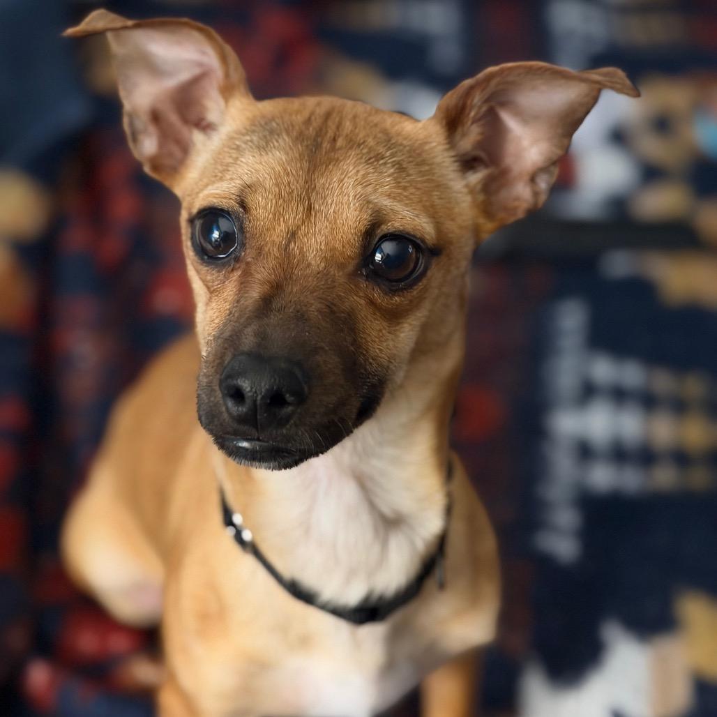 Enlarge Twin, a Adoptable mixed breed in Kansas City, MO image 1/3