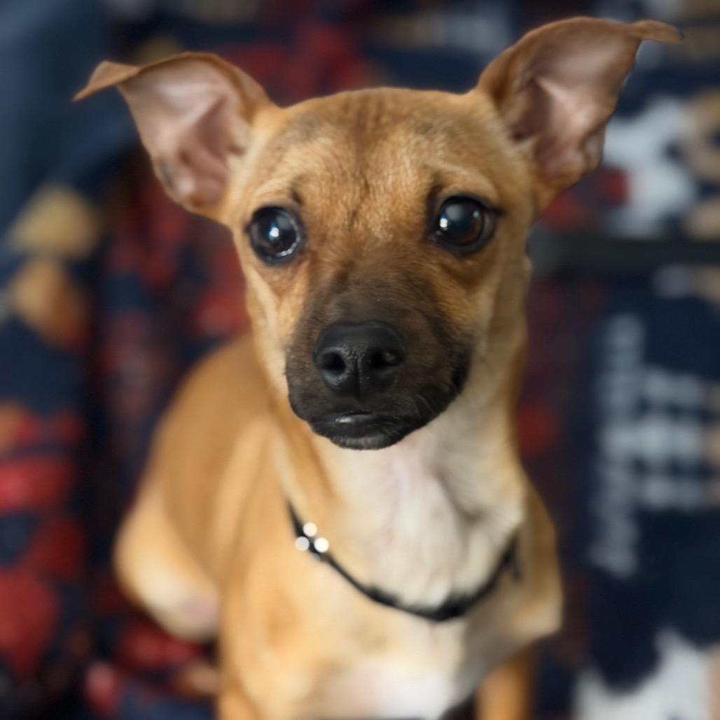 Enlarge Twin, a Adoptable mixed breed in Kansas City, MO image 2/3