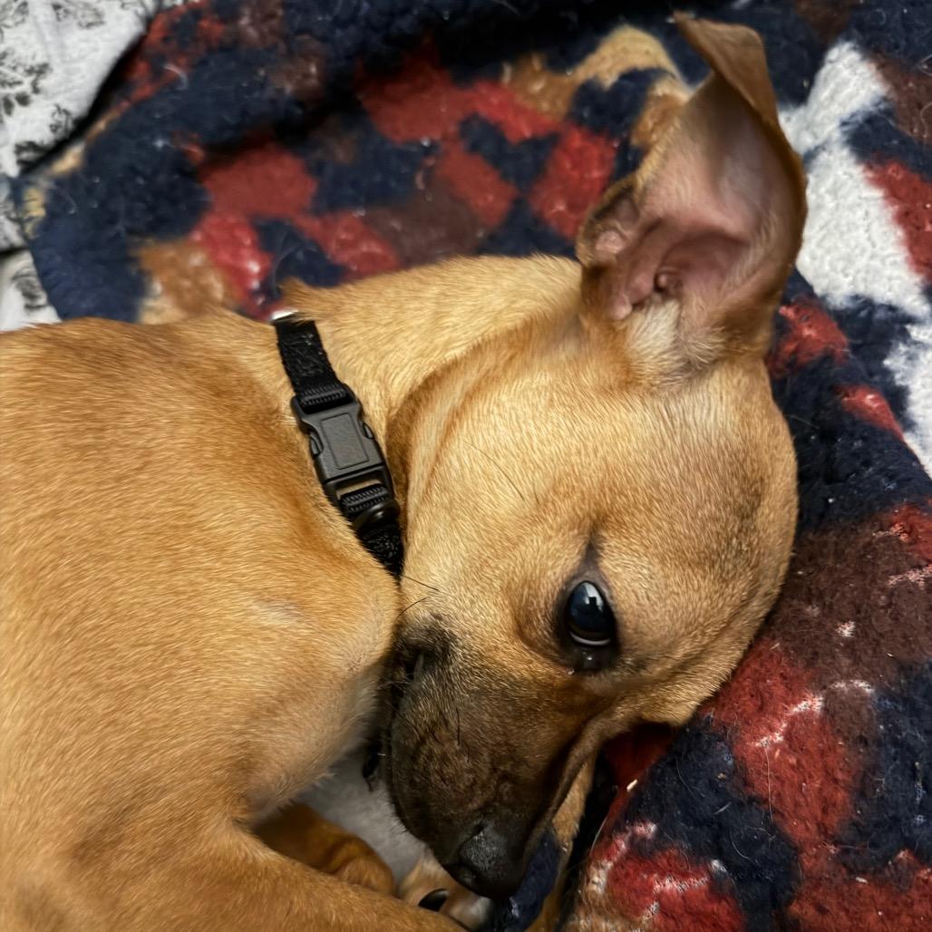 Enlarge Twin, a Adoptable mixed breed in Kansas City, MO image 3/3