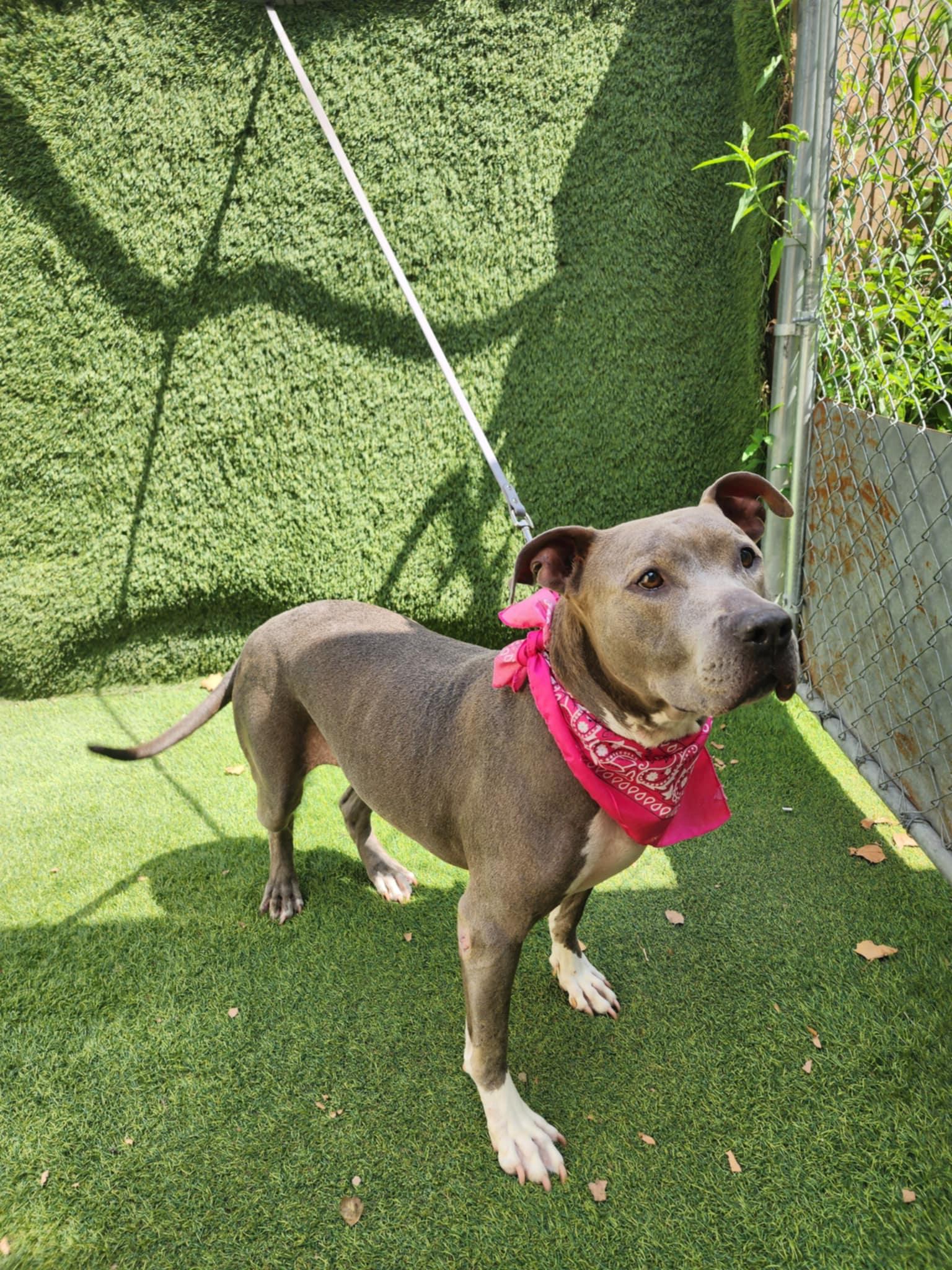 Princessa — thumbnail 3