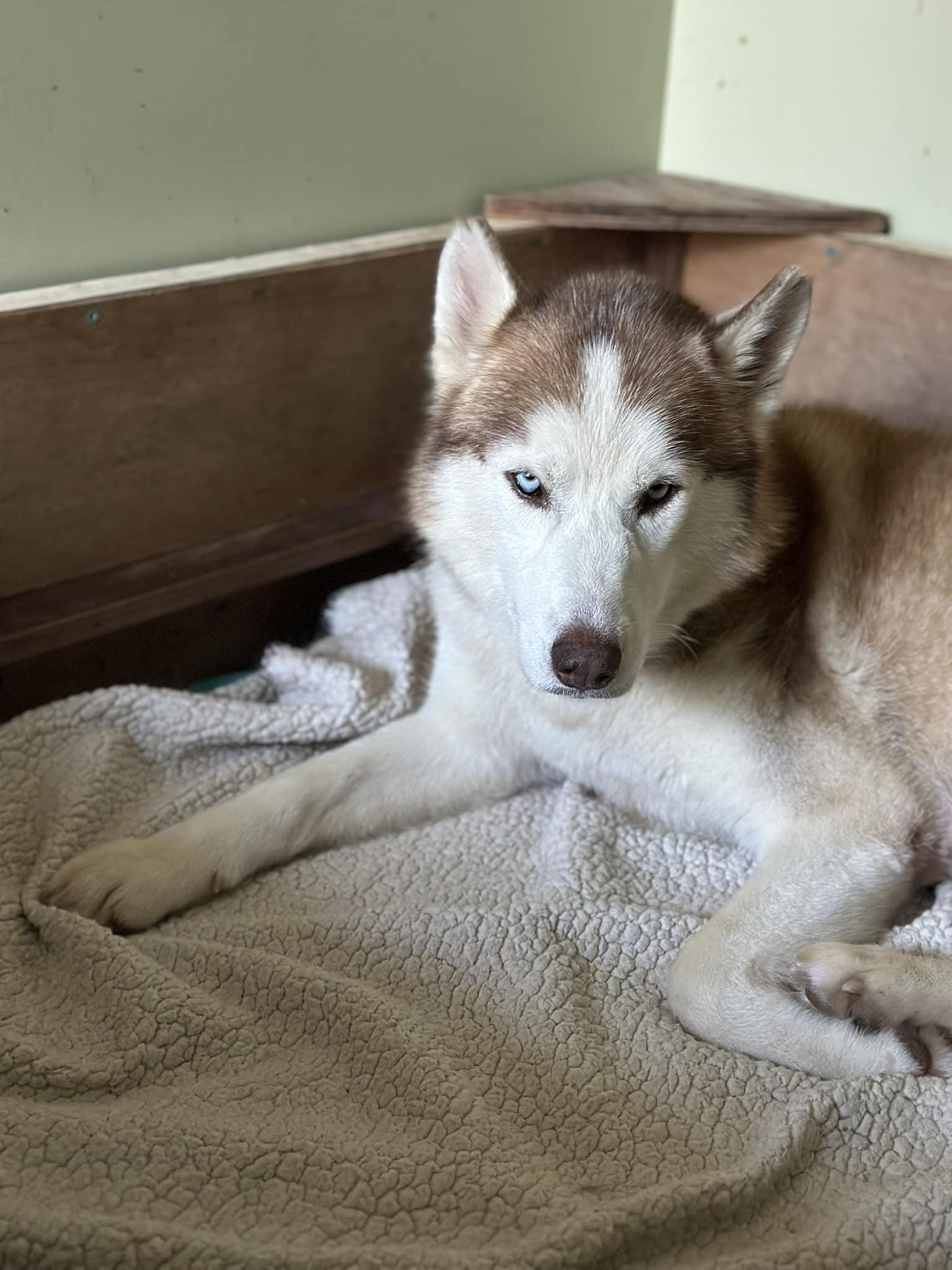 Maggie Mae, Adult Female Husky