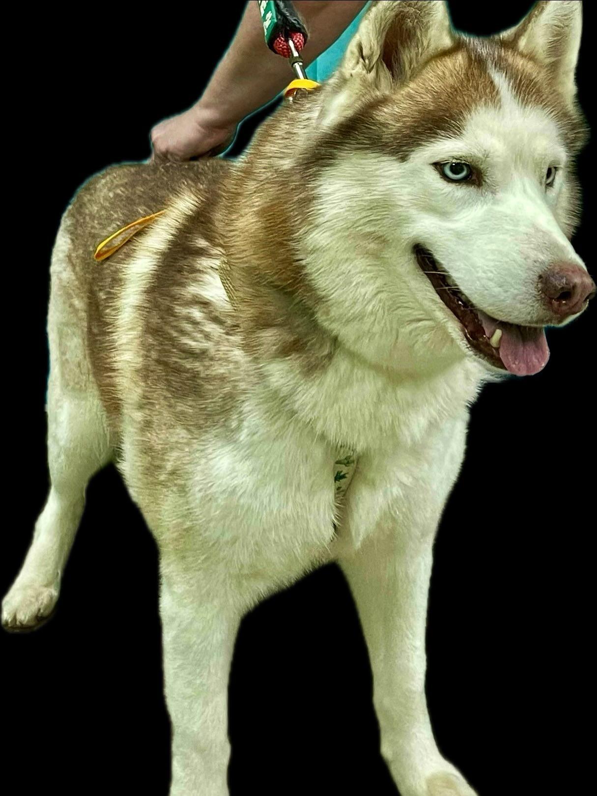 Maggie Mae, a Adoptable Husky in Raleigh, NC image 1/6