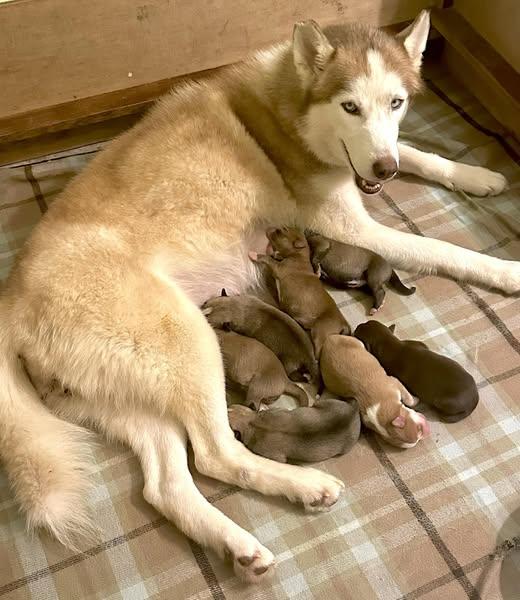 Maggie Mae, a Adoptable Husky in Raleigh, NC image 6/6
