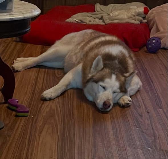 Maggie Mae, a Adoptable Husky in Raleigh, NC image 3/6