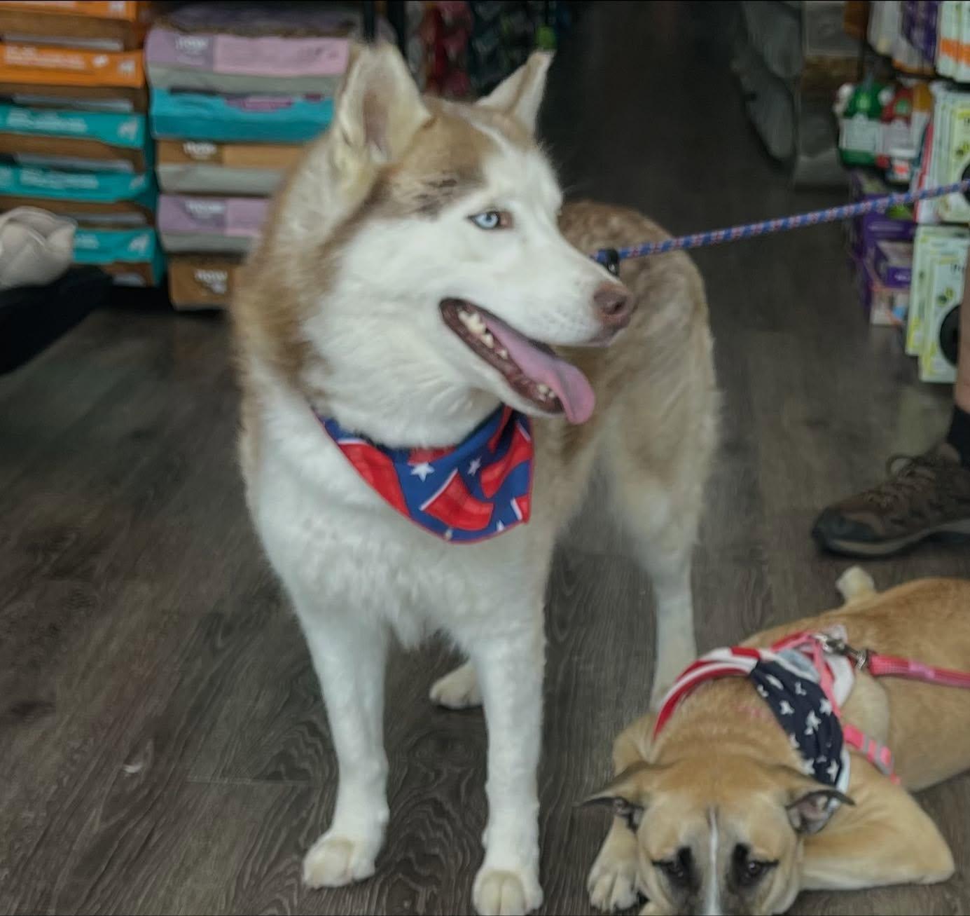 Maggie Mae, a Adoptable Husky in Raleigh, NC image 2/6