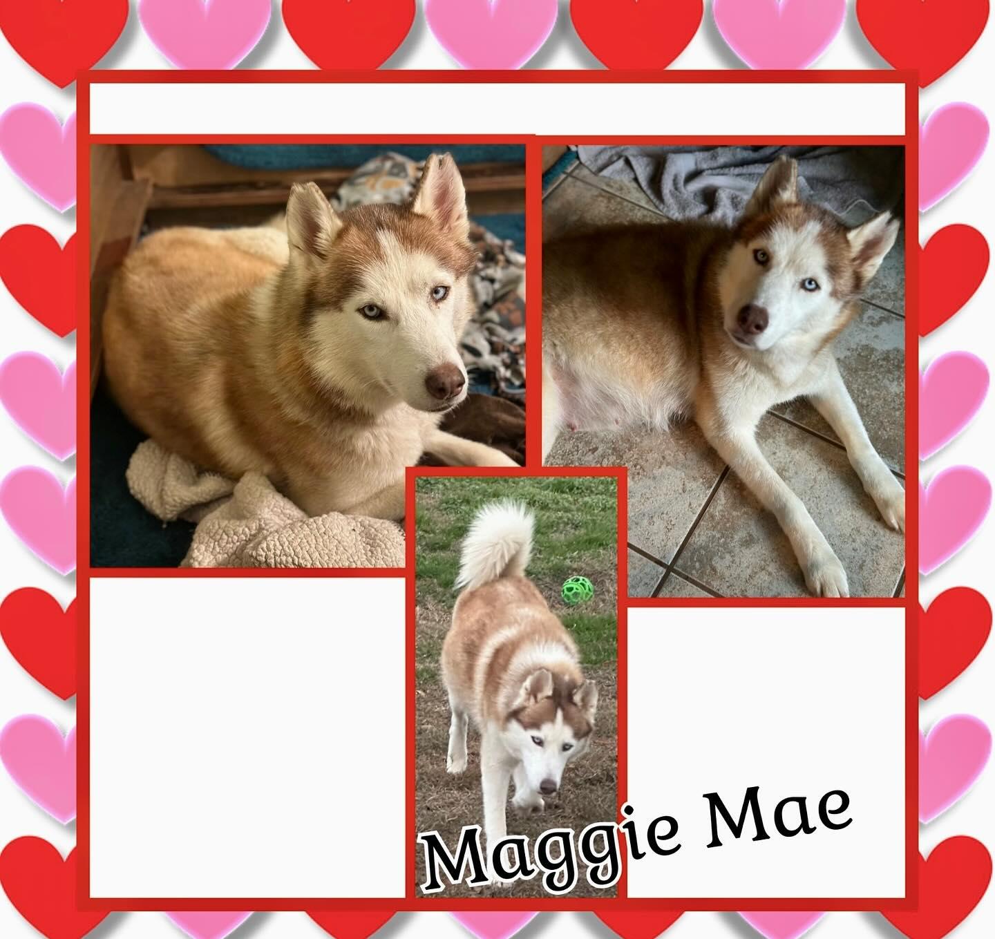 Maggie Mae, a Adoptable Husky in Raleigh, NC image 5/6