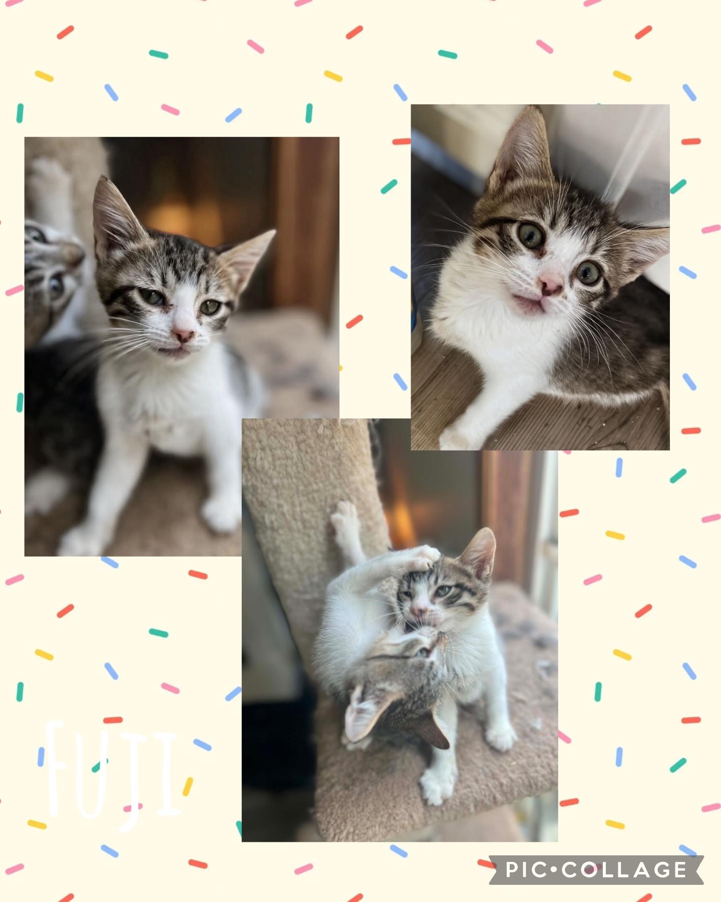 Fuji, Adoptable, Kitten Female Domestic Short Hair.