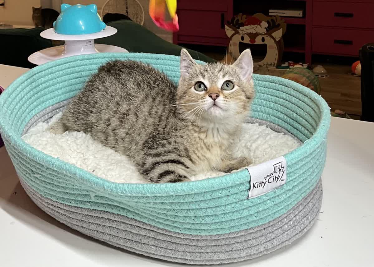 Enlarge Sonny, an adopted Domestic Short Hair in Murfreesboro, TN image 1/3