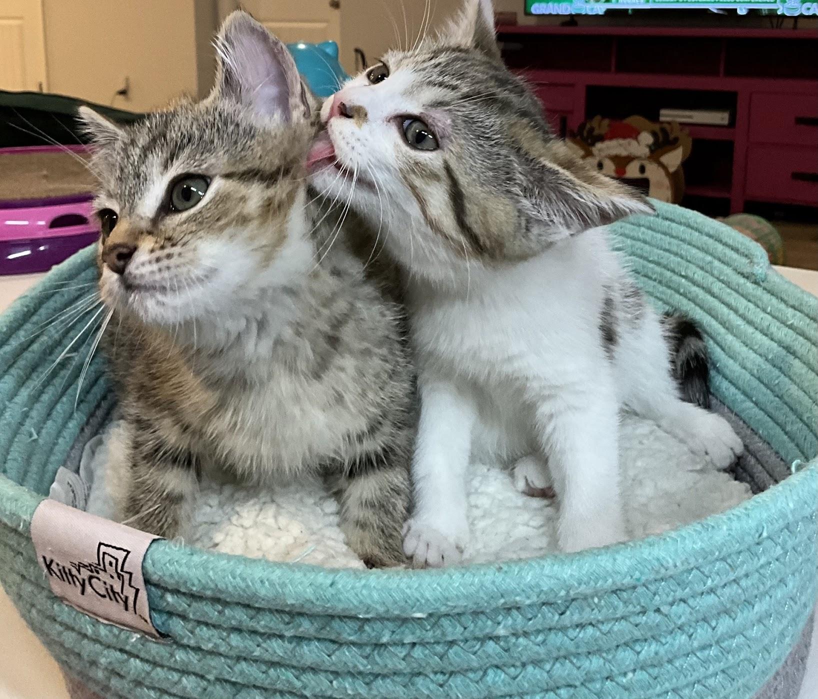 Enlarge Sonny, an adopted Domestic Short Hair in Murfreesboro, TN image 2/3