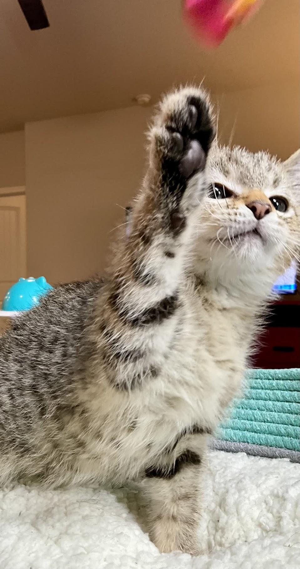 Enlarge Sonny, an adopted Domestic Short Hair in Murfreesboro, TN image 3/3