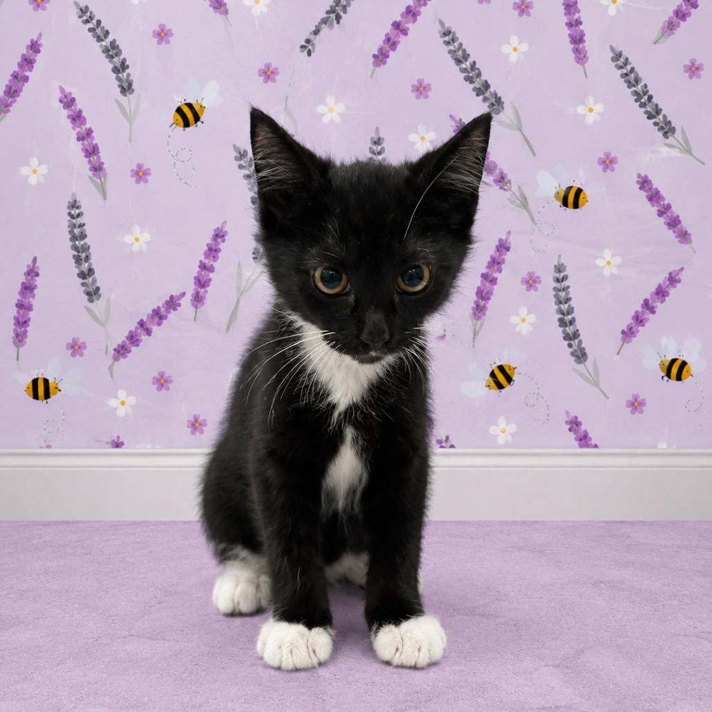 Grumpy, Adoptable, Kitten Female Domestic Short Hair.