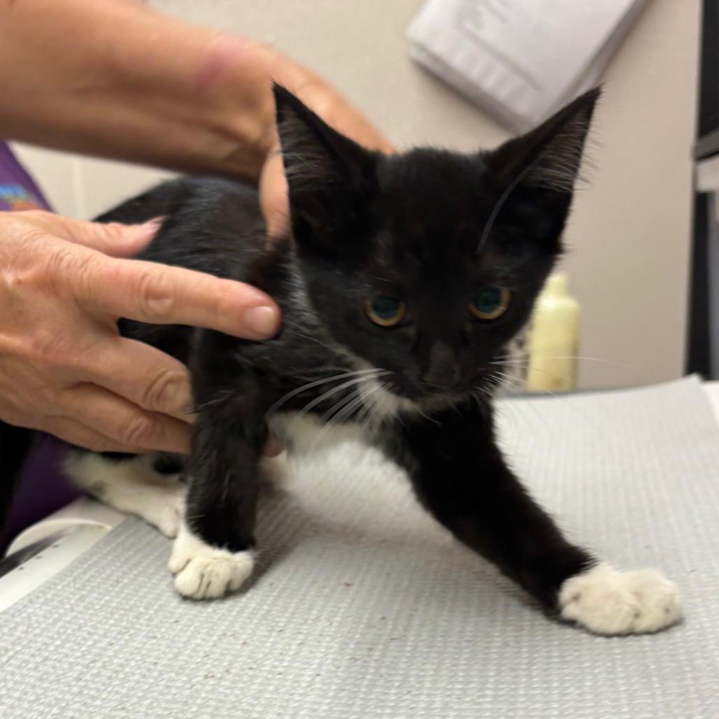 Grumpy, a Adoptable Domestic Short Hair in Morganton, NC image 2/2