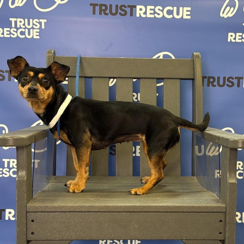 Enlarge POLLY, a Adoptable Terrier in Berlin, NJ image 6/6