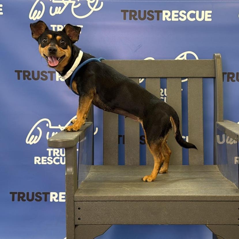 Enlarge POLLY, a Adoptable Terrier in Berlin, NJ image 3/6
